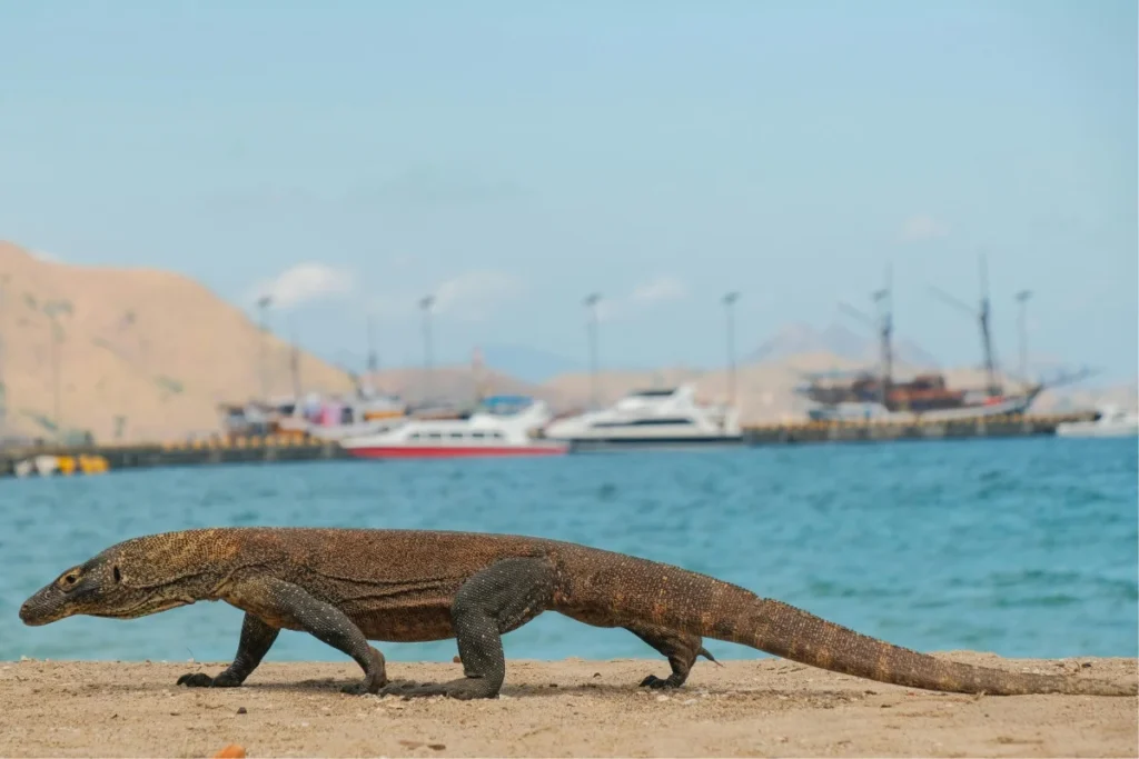 Komodo est accessible par bateau depuis Labuhan Bajo, le principal point d'accès au parc national
