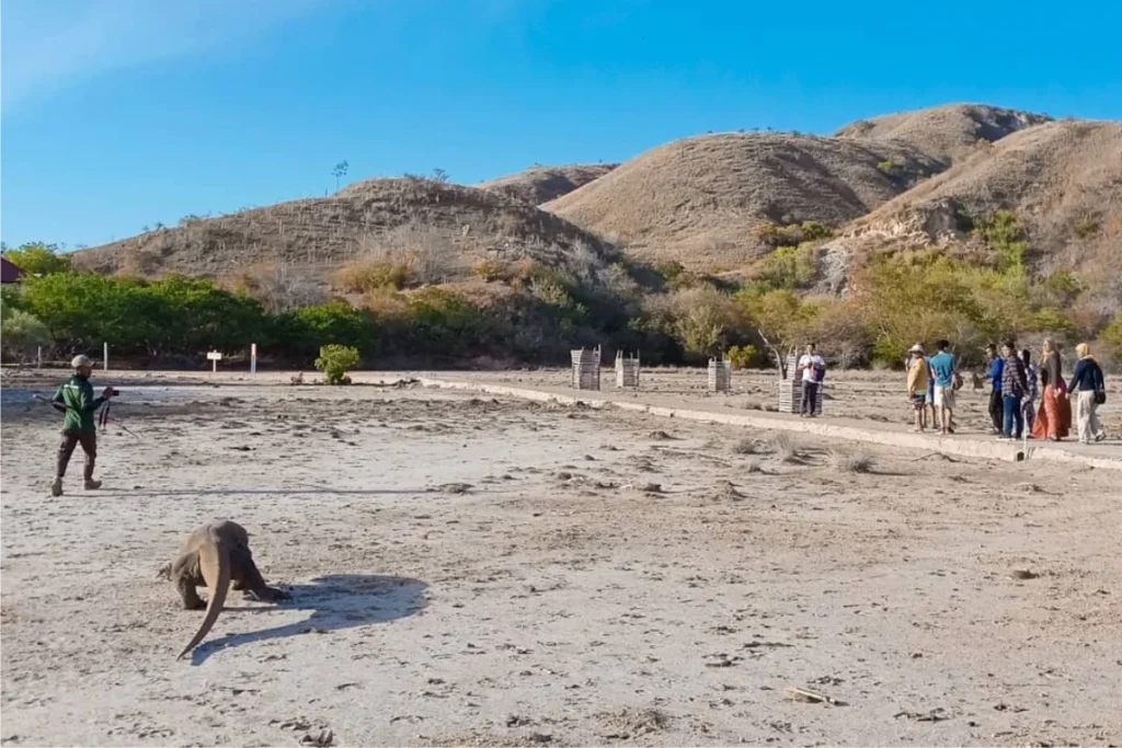 Rinca est l'une des îles du parc national de Komodo, en Indonésie, et est célèbre pour abriter les dragons de Komodo