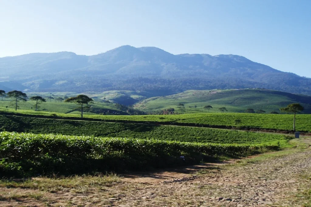 La plantation du the Kemuning