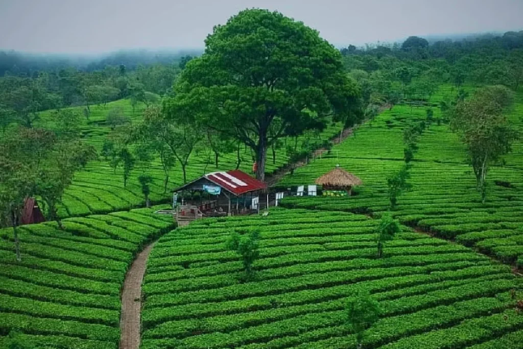 La plantation du the de Wonosari