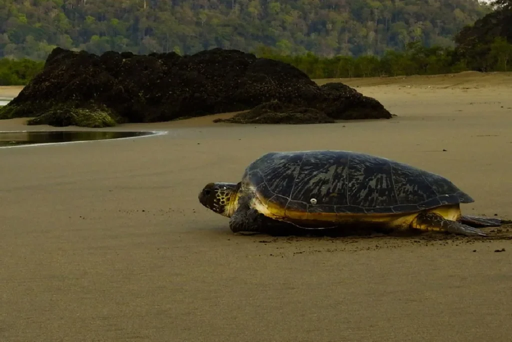 Le parc national de Sukamade