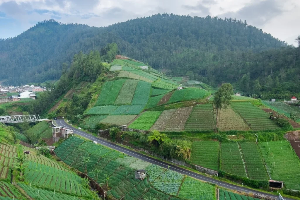 Rizieres en terrasses de Tawangmangu