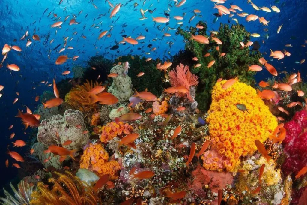 Bunaken est une petite île située dans le parc national de Bunaken