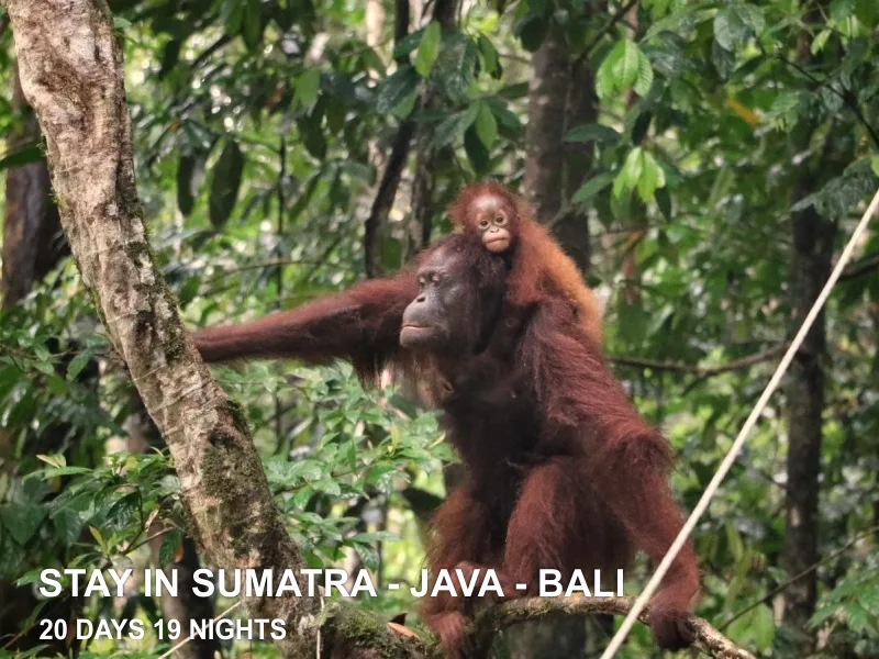SÉJOURS SUMATRA – JAVA – BALI