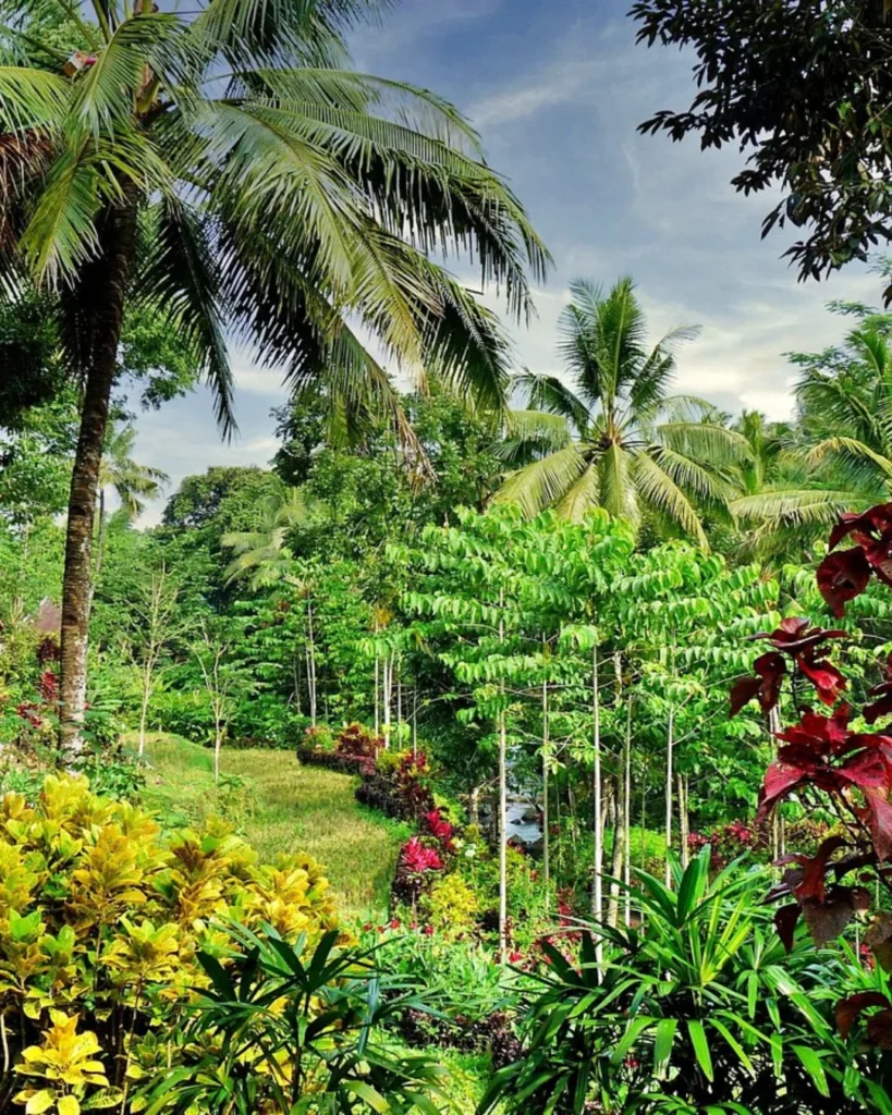 JARDIN BOTANIQUE KALIBARU