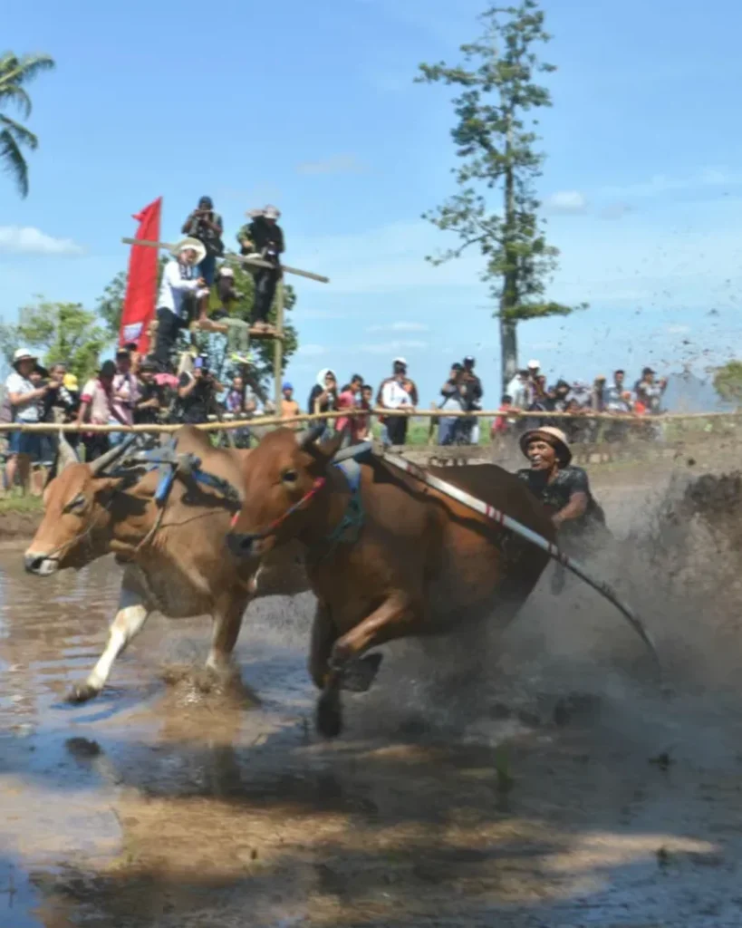 Pacu Jawi Batusangkar