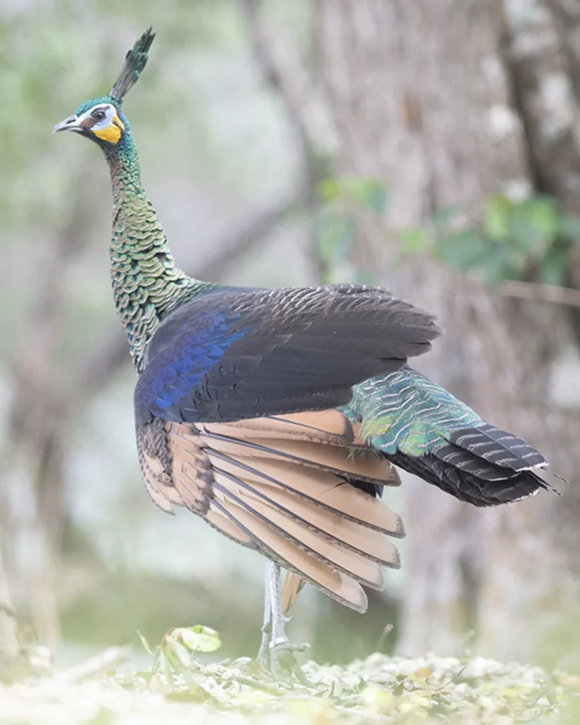 Paons verts dans la forêt nationale d'Ujung Kulon