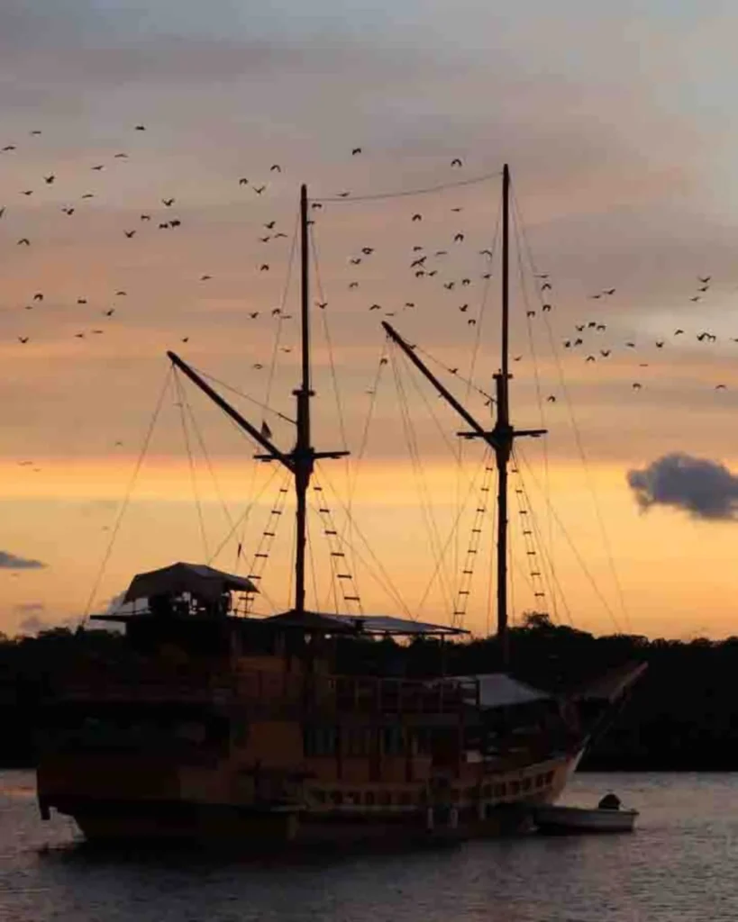 l’île des Flying Fox