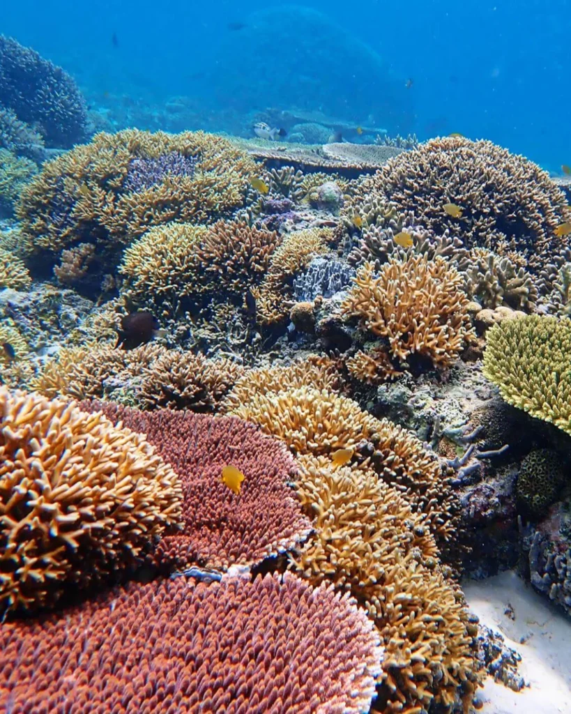 snorkling direct depuis la plage